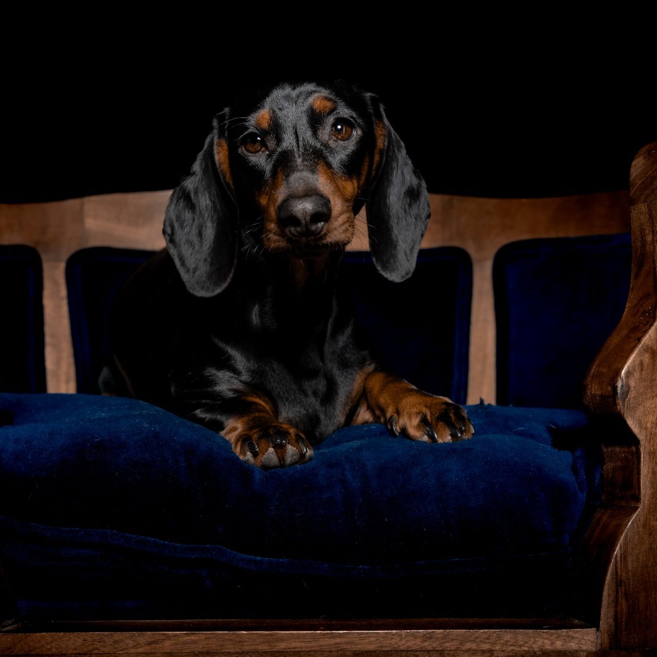Lila liegt auf einem Sofa und schaut direkt in die Kamera.